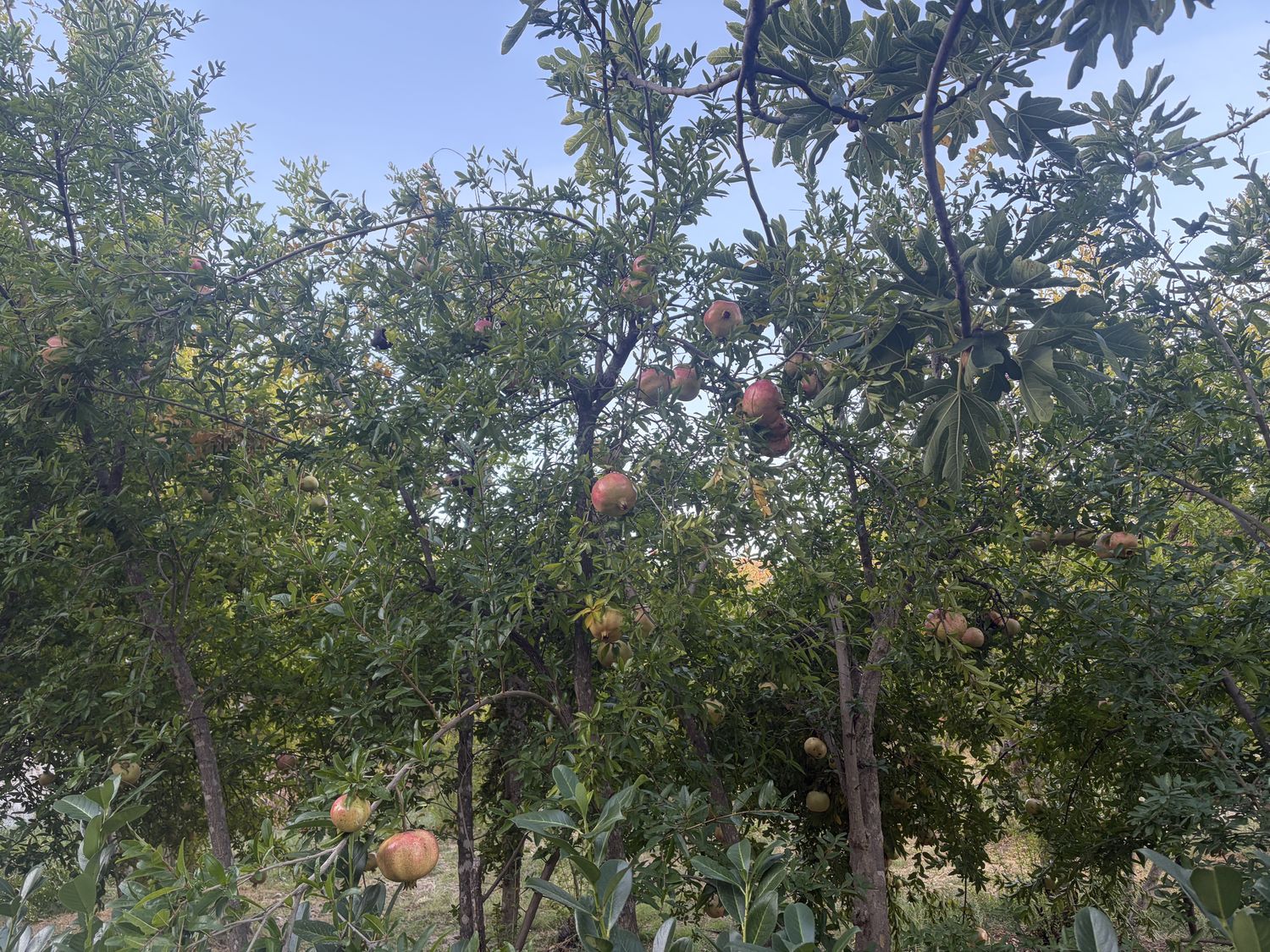 Pomegranates by the roadside.